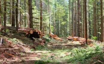timber