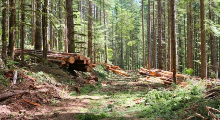 timber