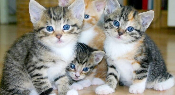 white and brown tabby kittens