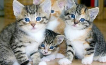 white and brown tabby kittens