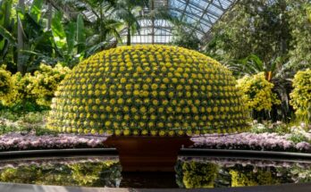 Thousand Bloom Mum form