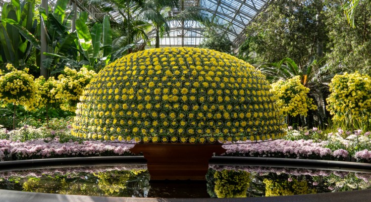 Thousand Bloom Mum form