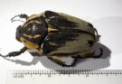 Chief Goliath beetles