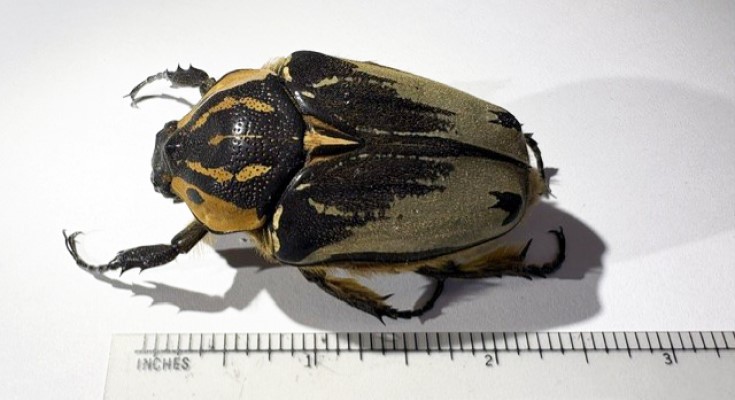 Chief Goliath beetles