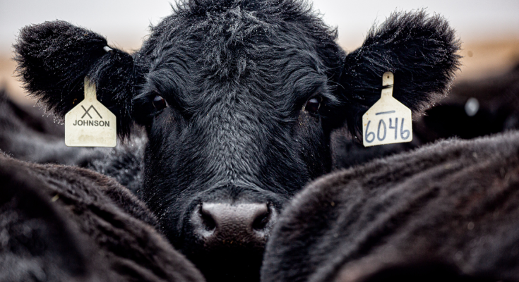 USDA Grants $145,838 to Pennsylvania Beef Producer - MyChesCo