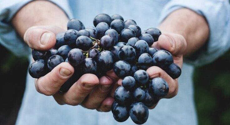 West Grove Vineyard Recovers From Frost as Harvest Begins
