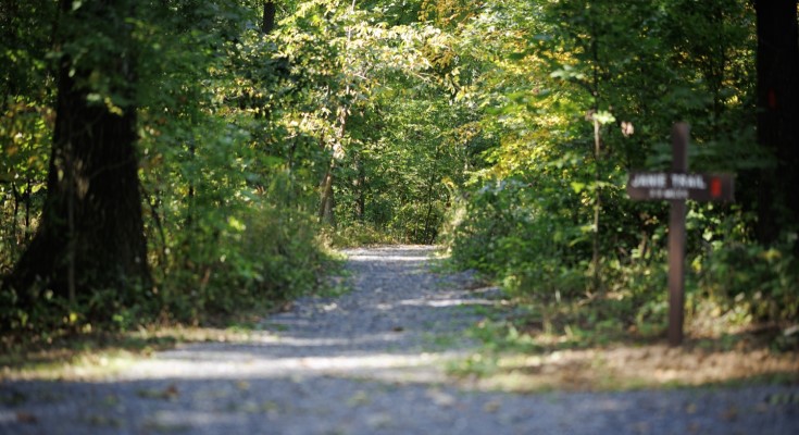 Boyd Big Tree Preserve Conservation Area