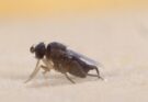 Phorid Flies Push New Garden Residents to Organize
