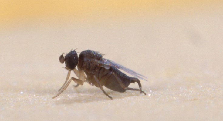 Phorid fly (Genus Pseudacteon)