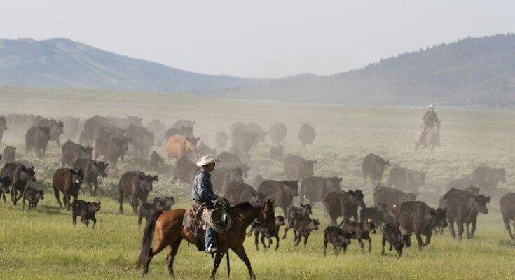 Big Creek Ranch cattle roundup in Wyoming