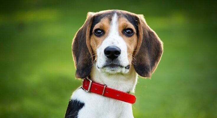 Pennsylvania Enacts New Animal Testing Restrictions