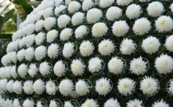 Chrysanthemum Festival