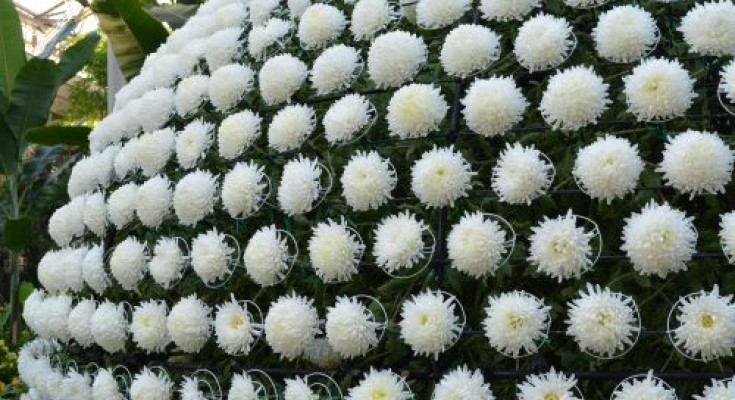Chrysanthemum Festival